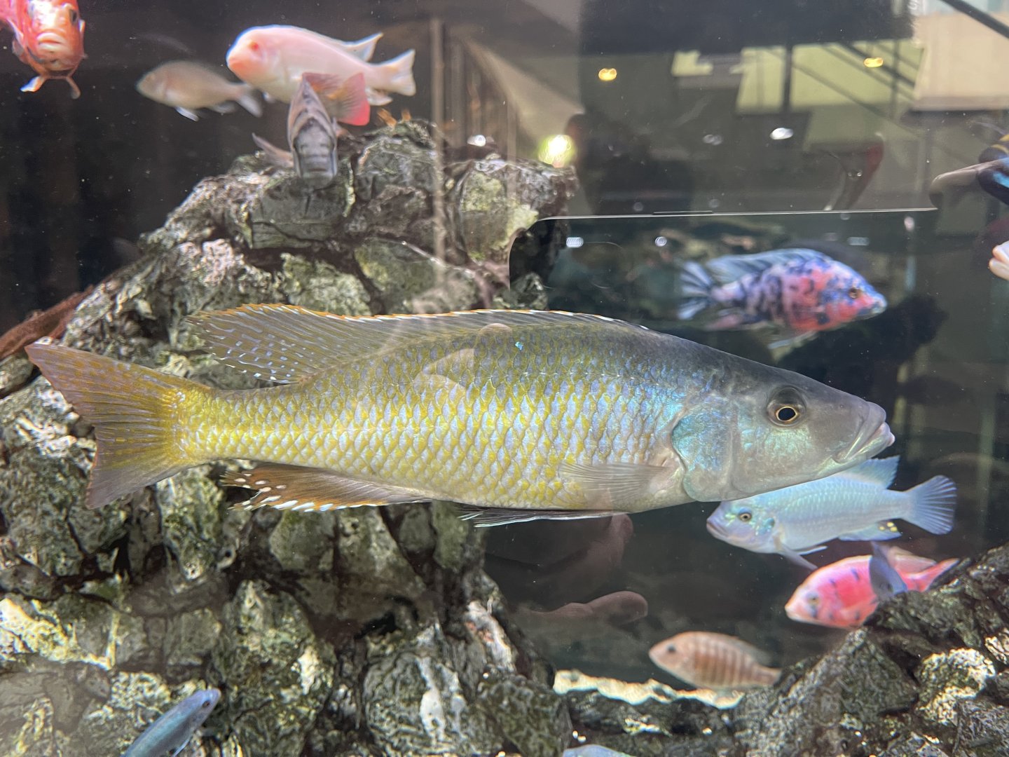 sunset haplo (dimidiochromis strigatus)
