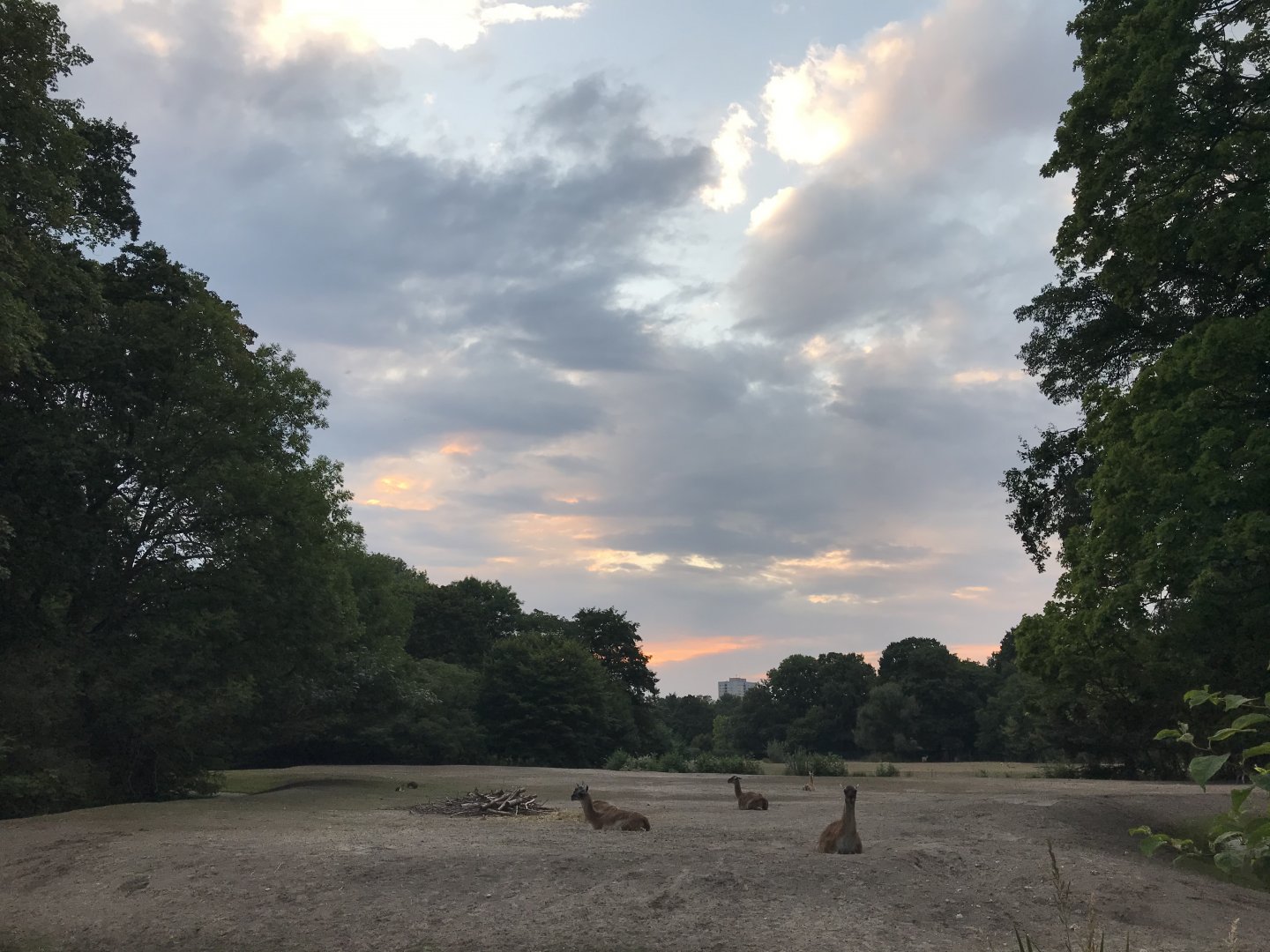Sunset over guanaco paddock