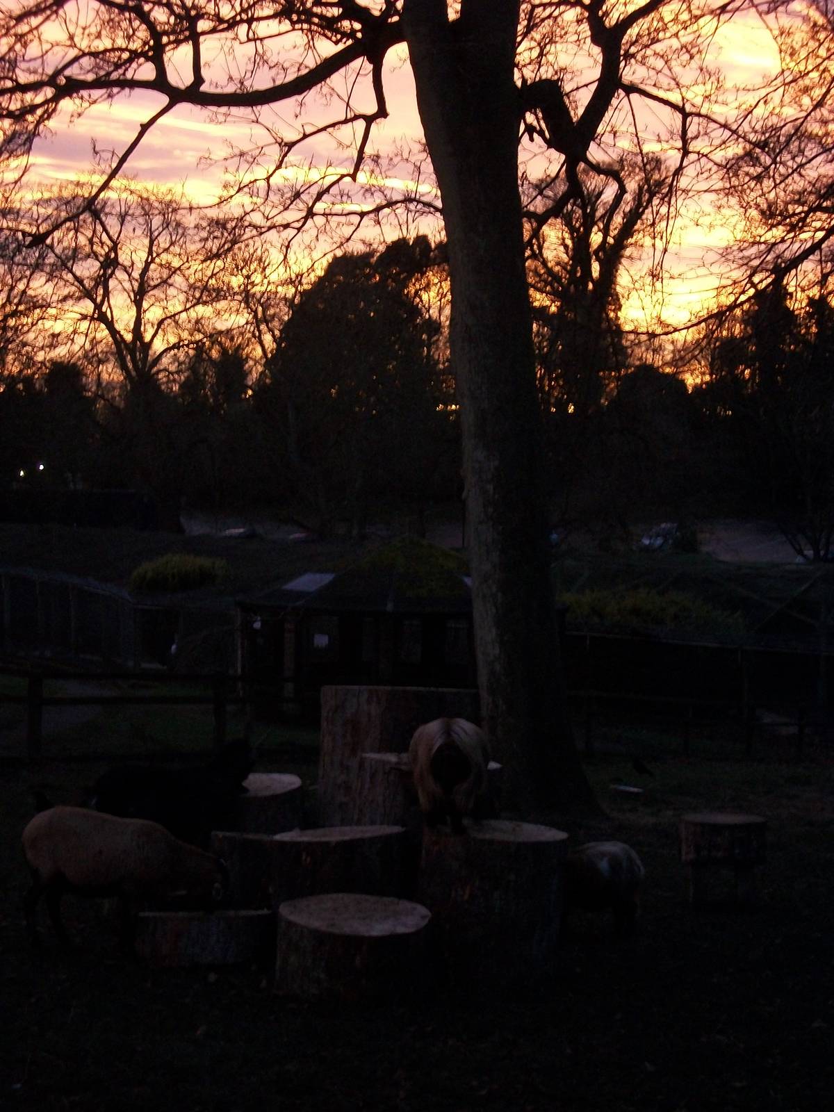 Sunset over the zoo, 8th December 2013