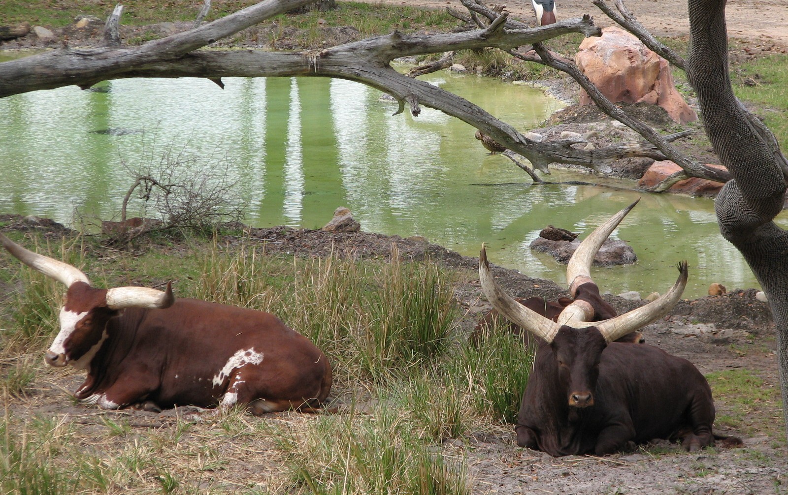 Sunset Savanna - Ankole Cattle