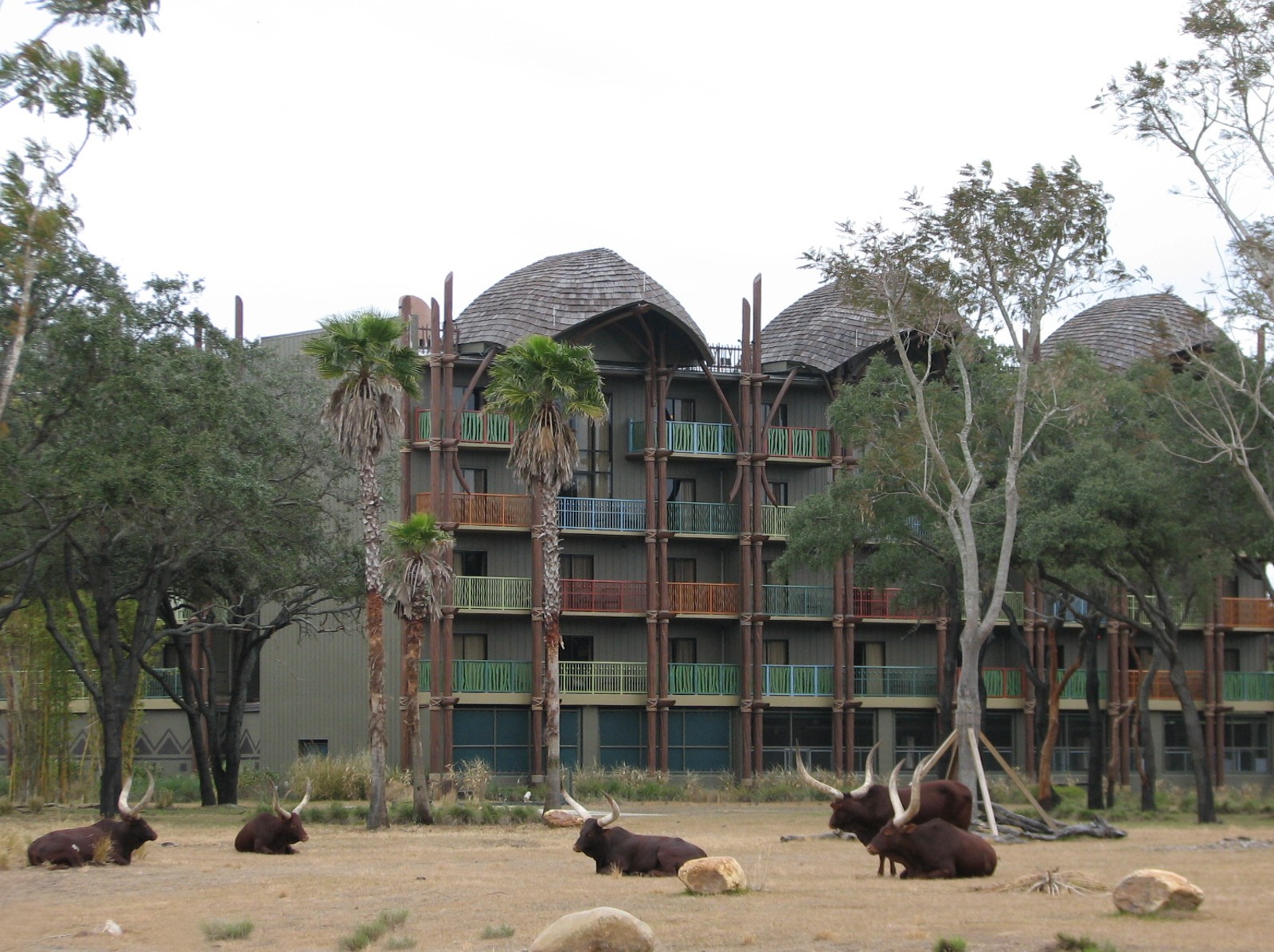 Sunset Savanna - Ankole Cattle