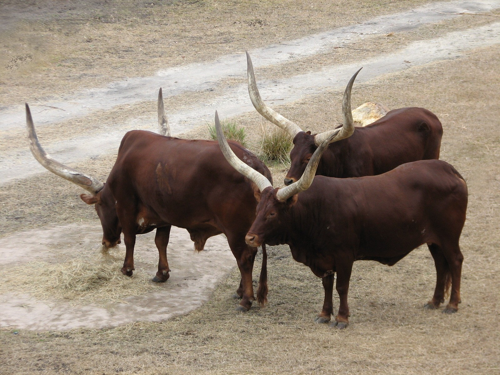 Sunset Savanna - Ankole Cattle