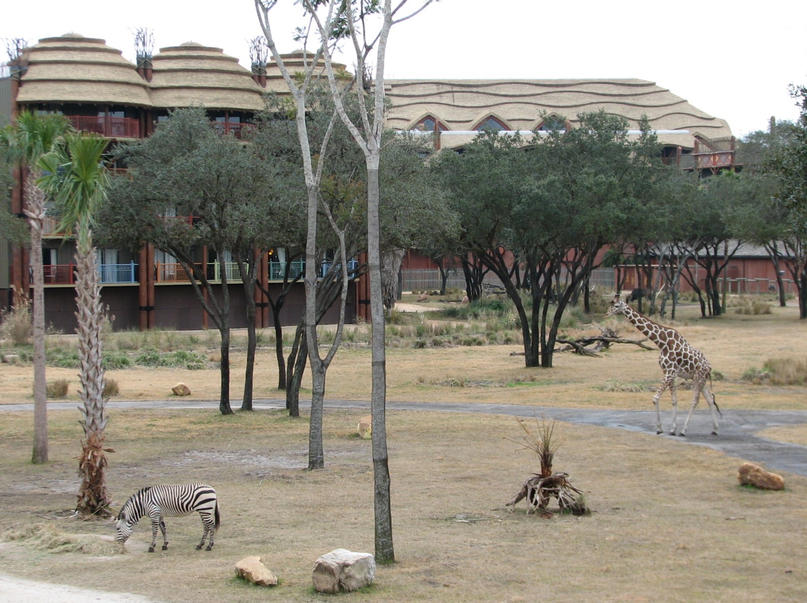 Sunset Savanna - Hartmanns Mountain Zebra and Reticulated Giraffe