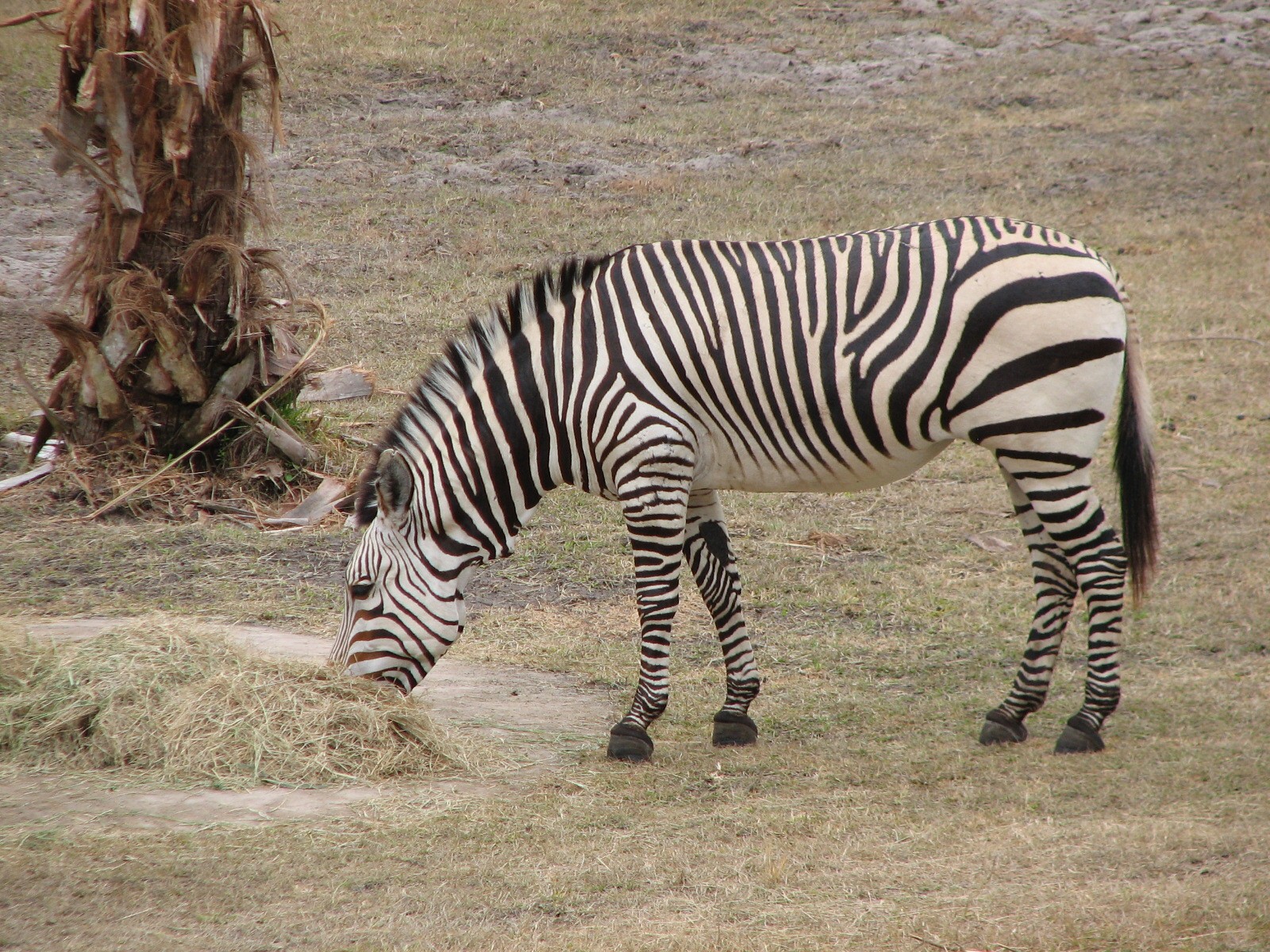 Sunset Savanna - Hartmanns Mountain Zebra