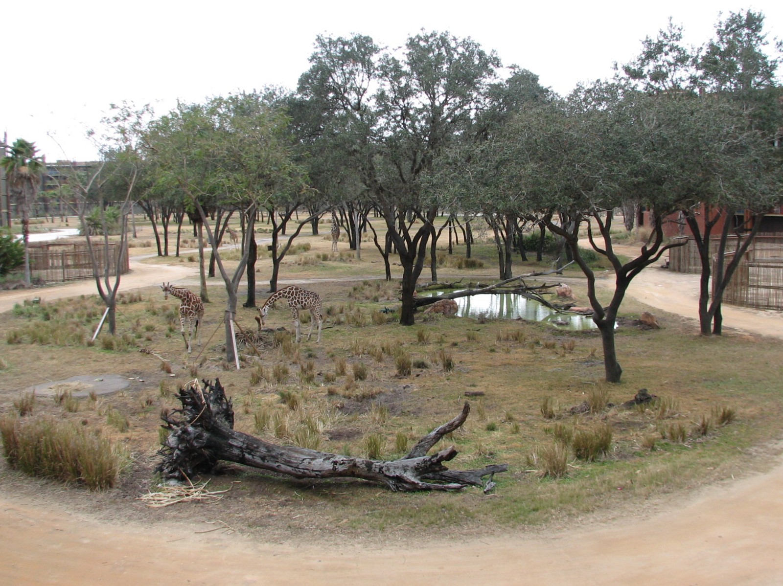 Sunset Savanna Overlook - Reticulated Giraffe