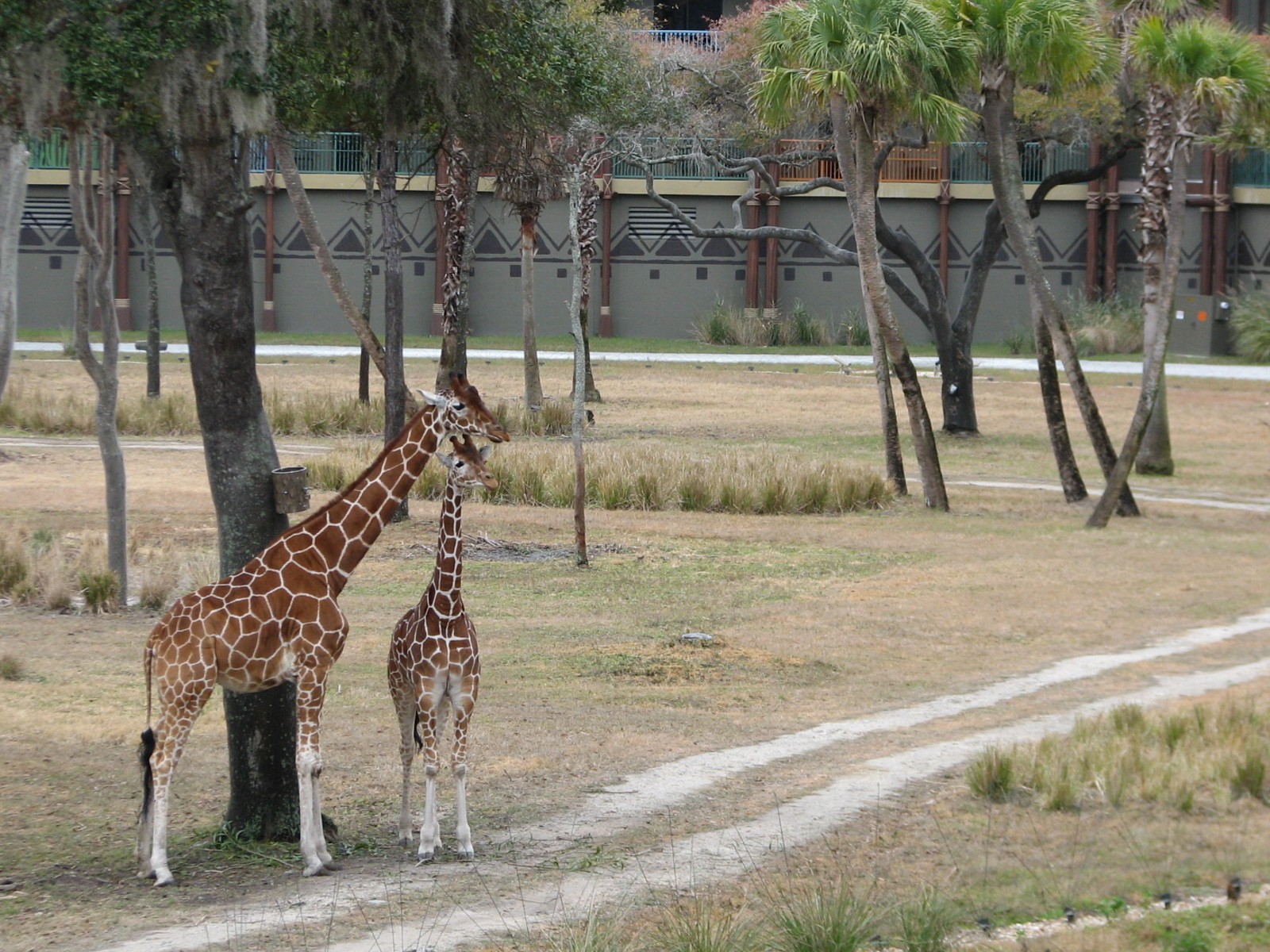 Sunset Savanna - Reticulated Giraffe