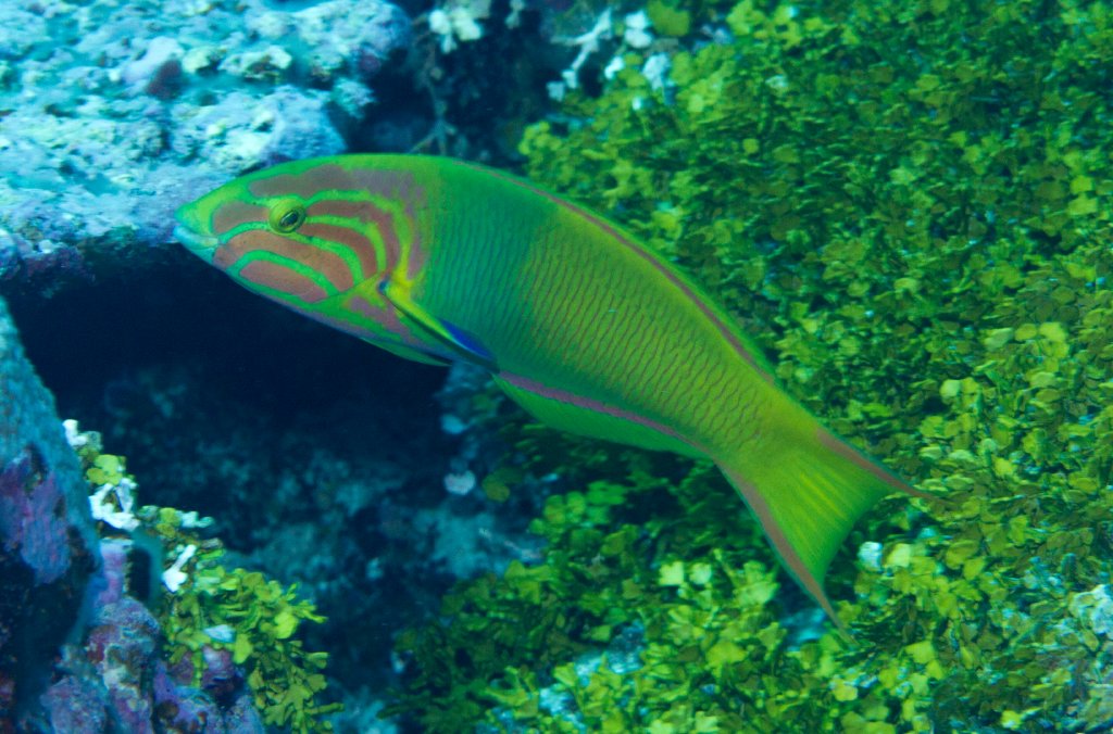 Sunset Wrasse I(Thalassoma lutescens)