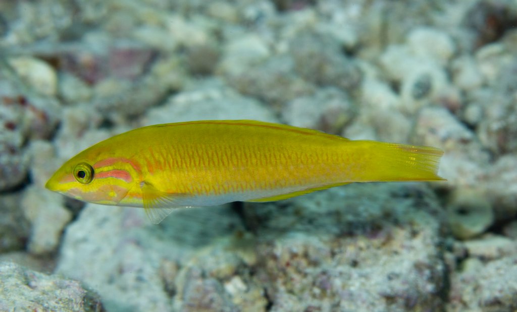 Sunset Wrasse (Thalassoma lutescens)