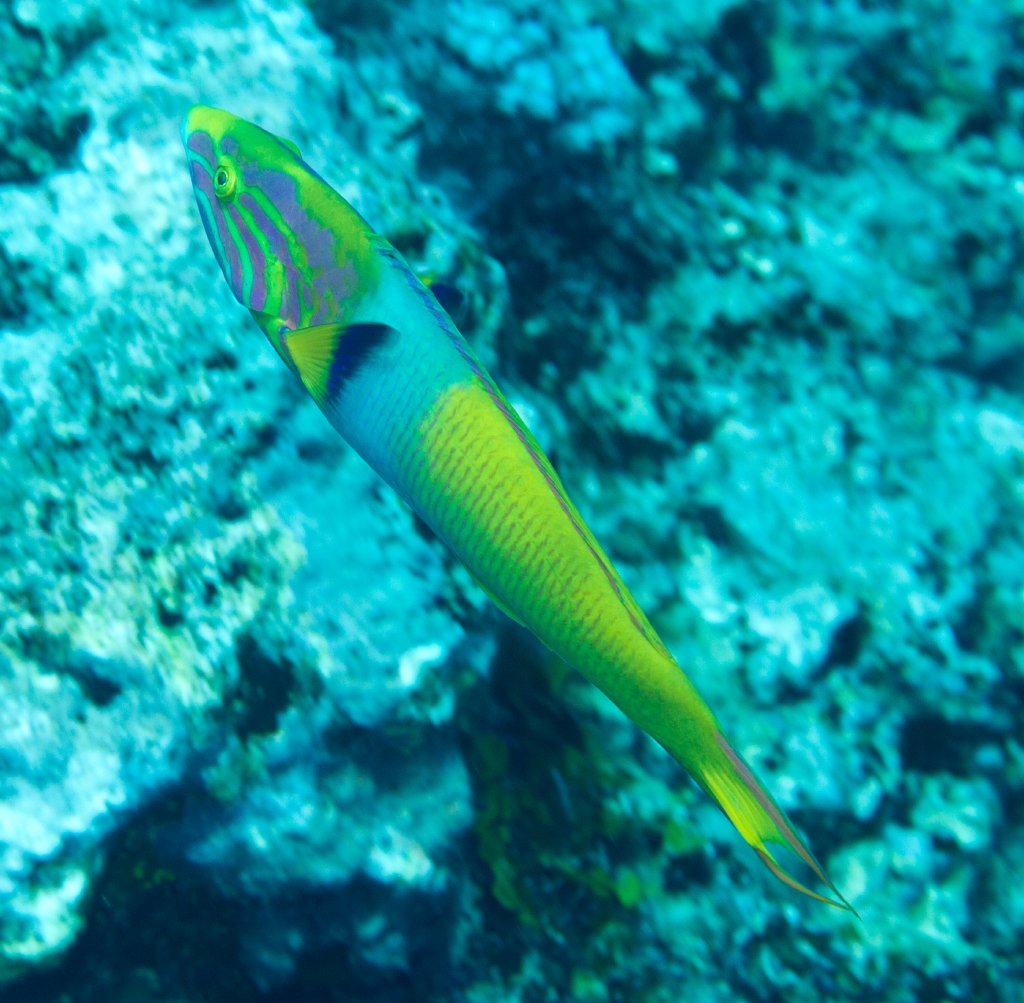 Sunset Wrasse (Thalassoma lutescens)
