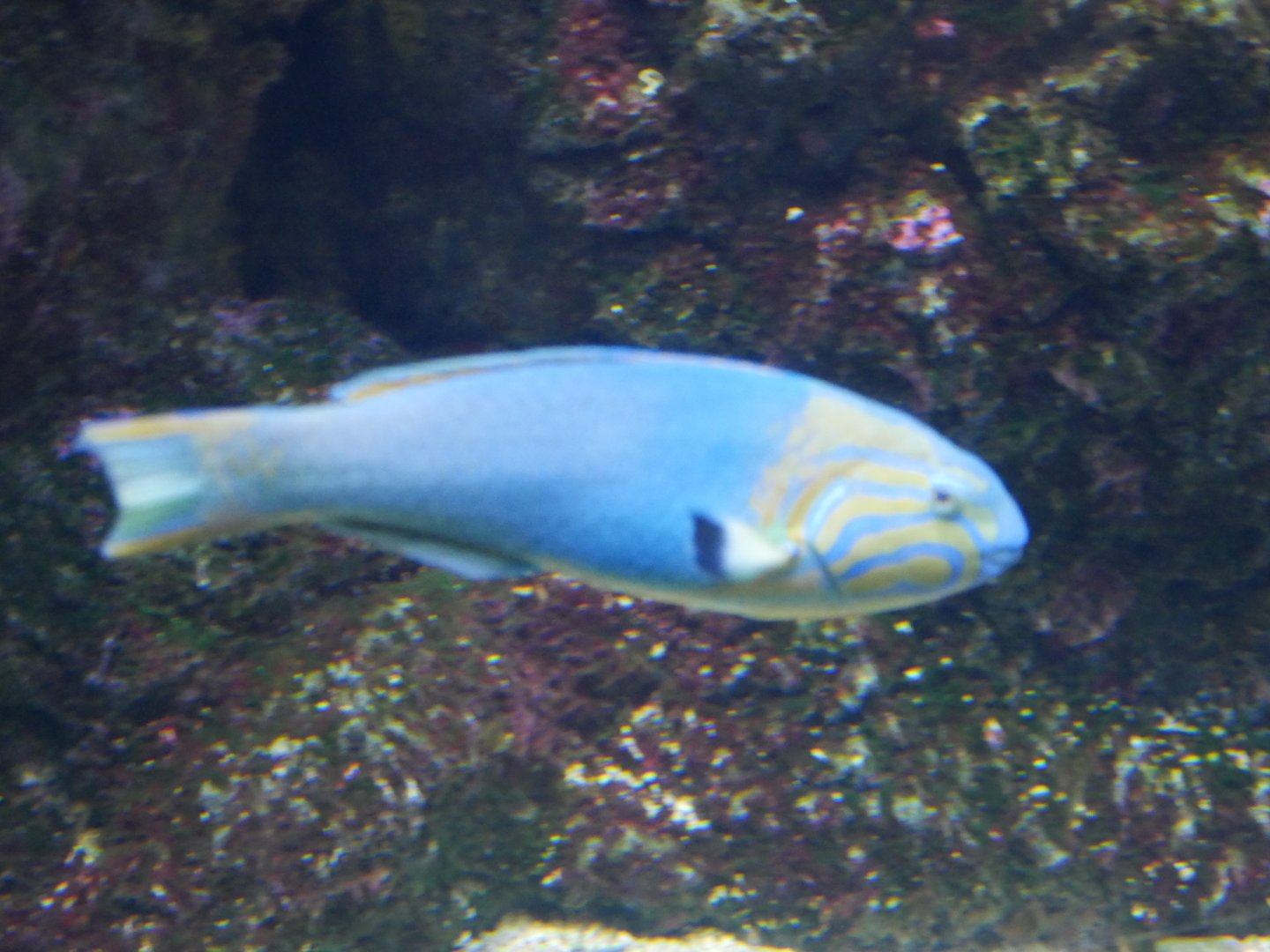 Sunset Wrasse - Thalassoma lutescens