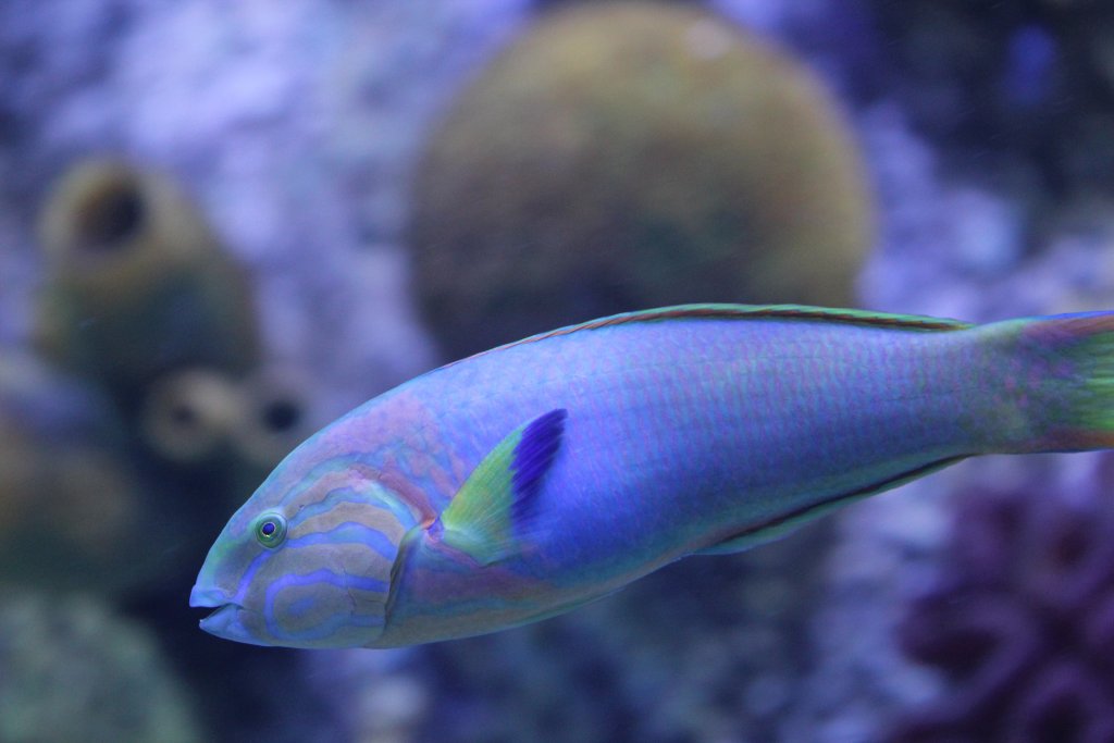 Sunset Wrasse