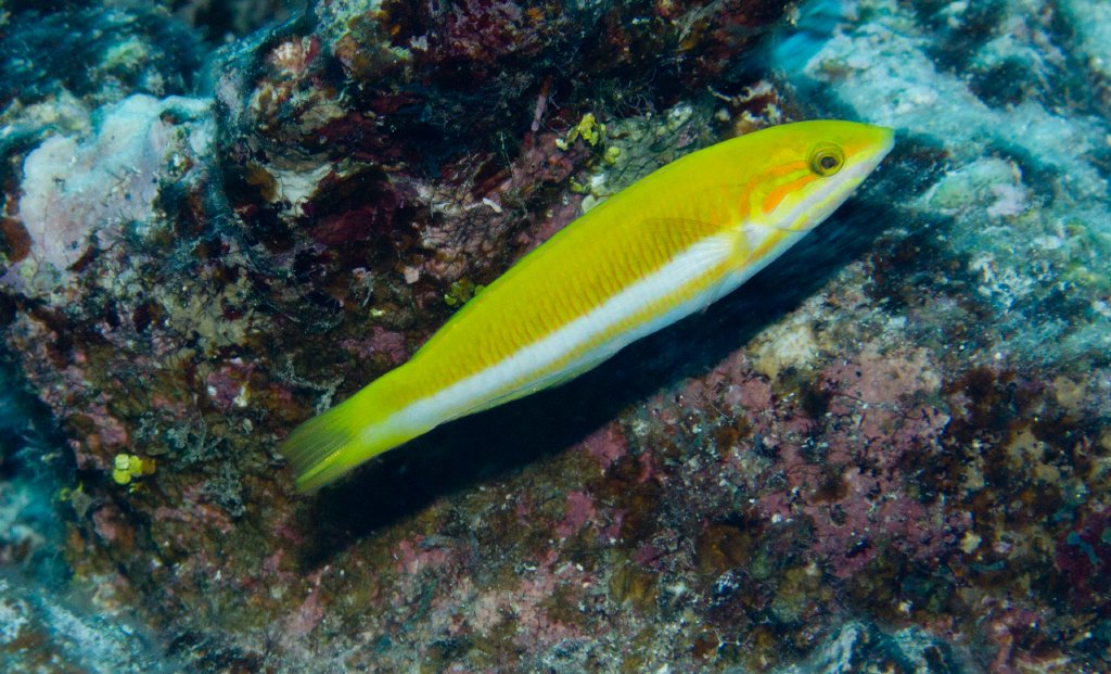 Sunset Wrasse