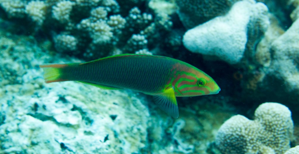 Sunset Wrasse