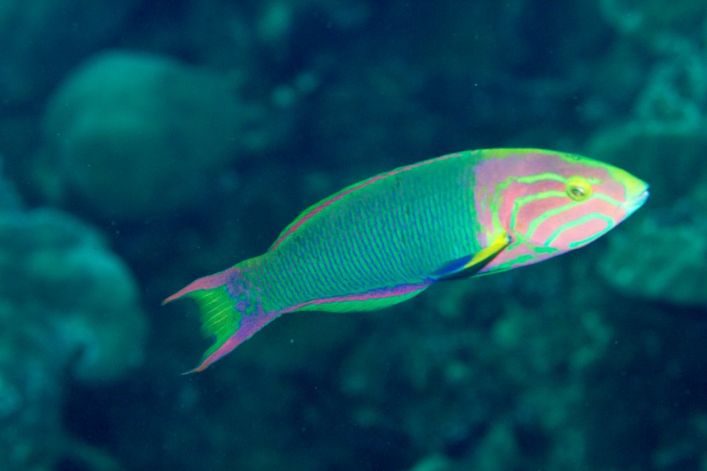 Sunset Wrasse