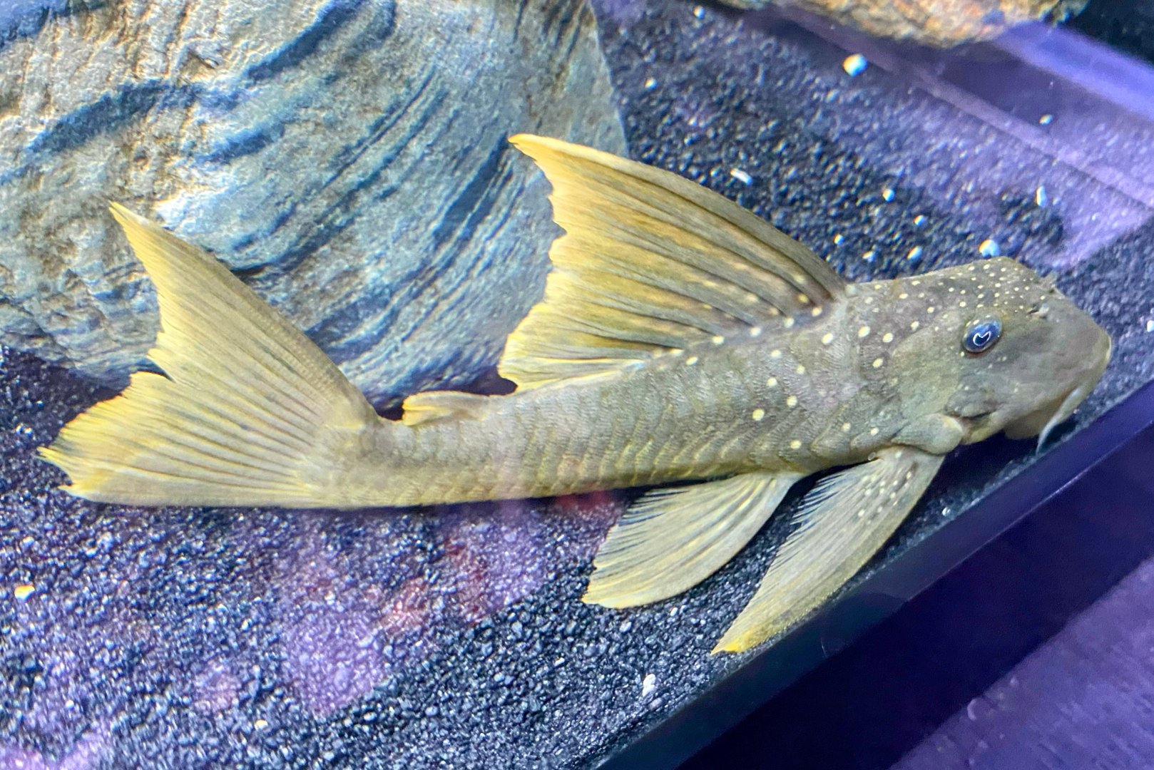 Sunshine Pleco
