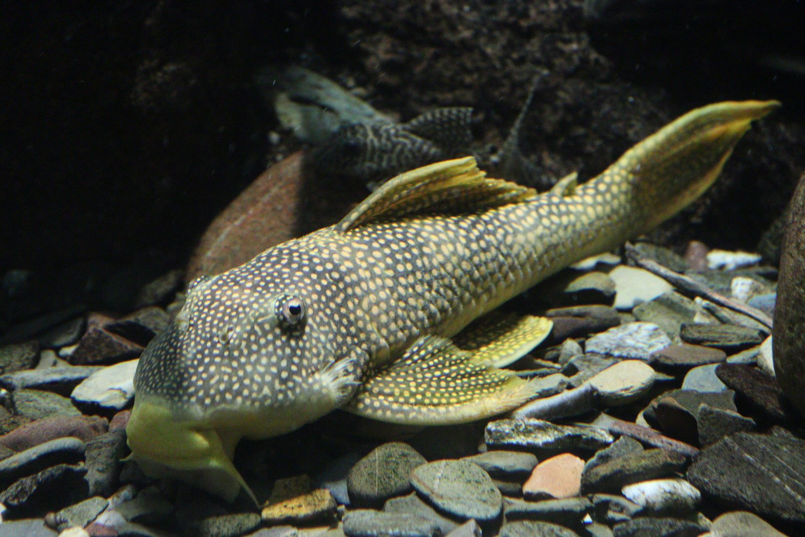 Sunshine Pleco