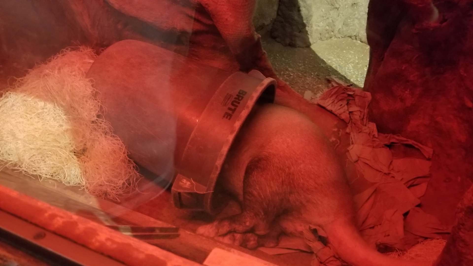 Sunshine the Aardvark in her nap trash can :)