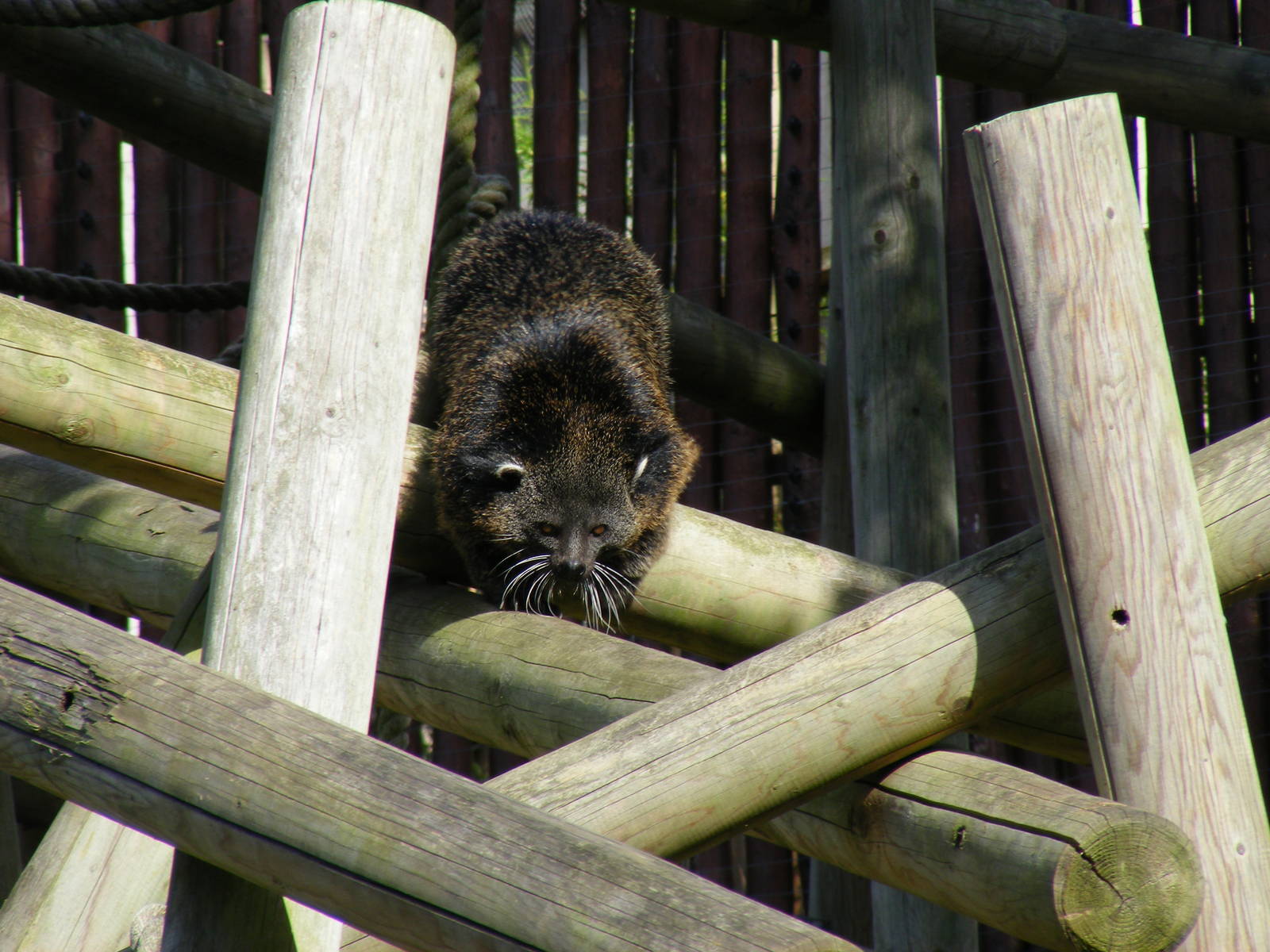Sunti the binturong at Colchester Zoo, 17 September 2010