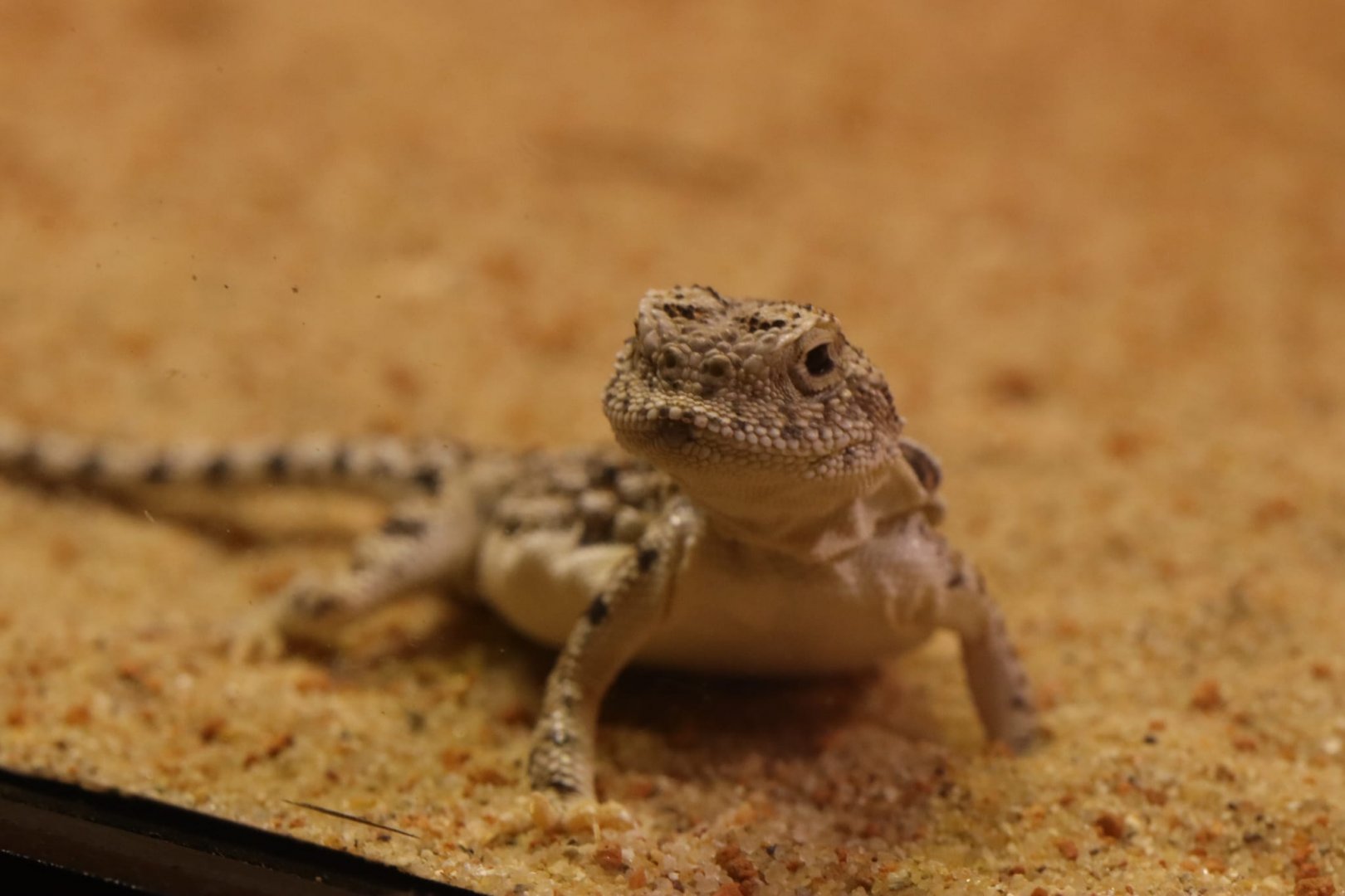 Sunwatcher toadhead agama (Phrynocephalus helioscopus varius) in the Gobi exhibit