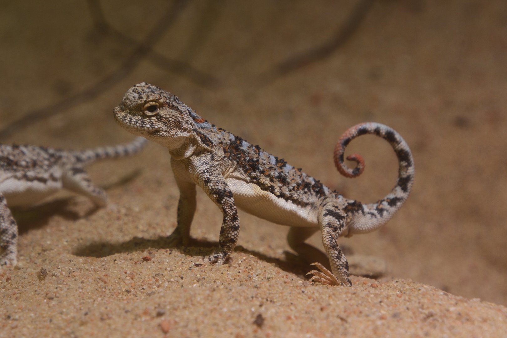 Sunwatcher toadhead agama (Phrynocephalus helioscopus varius)