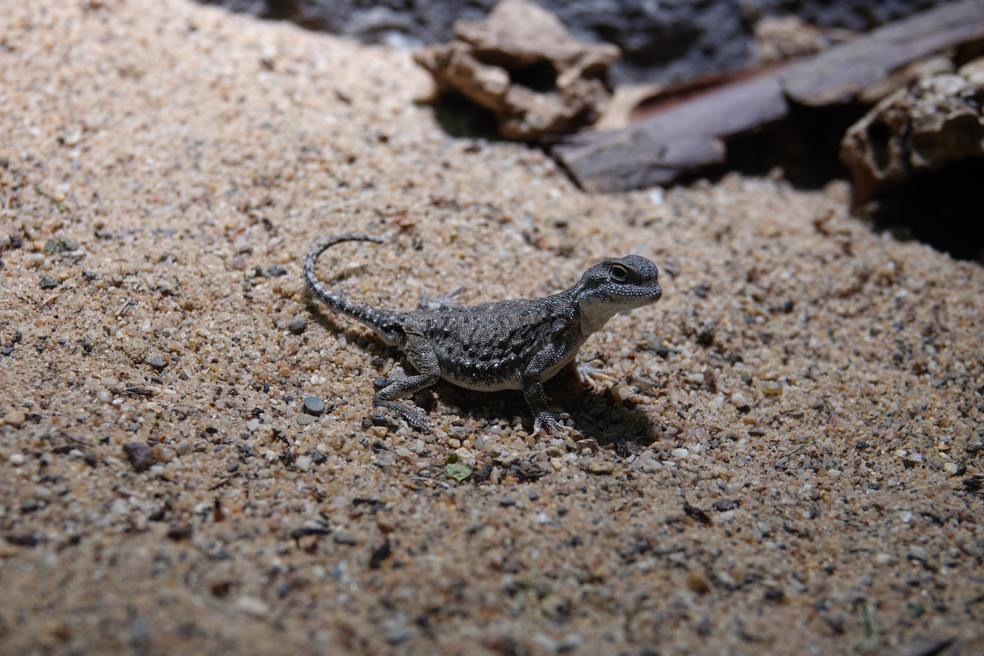 Sunwatcher toadhead agama