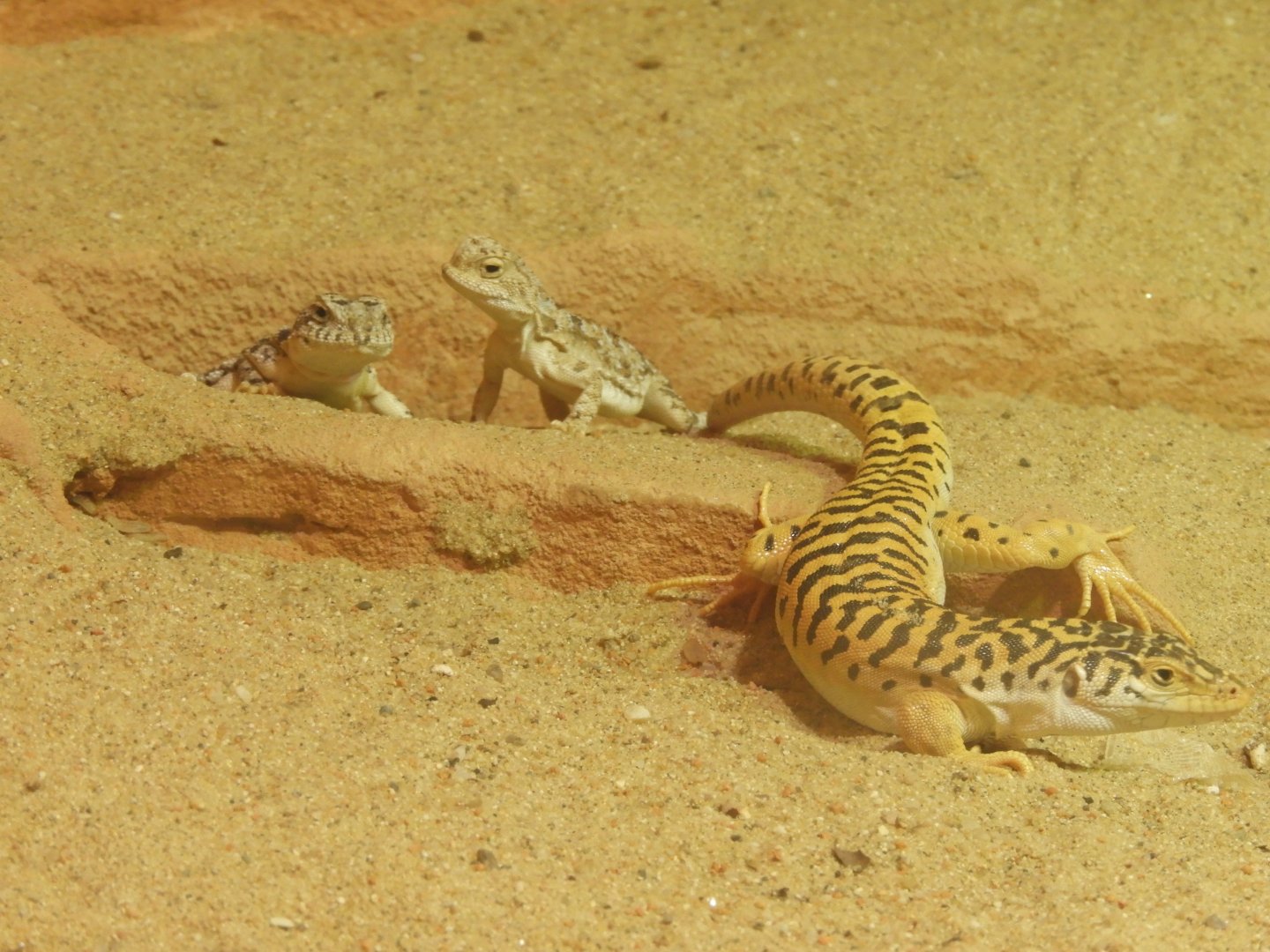 Sunwatcher toadhead agamas and Gobi racerunner