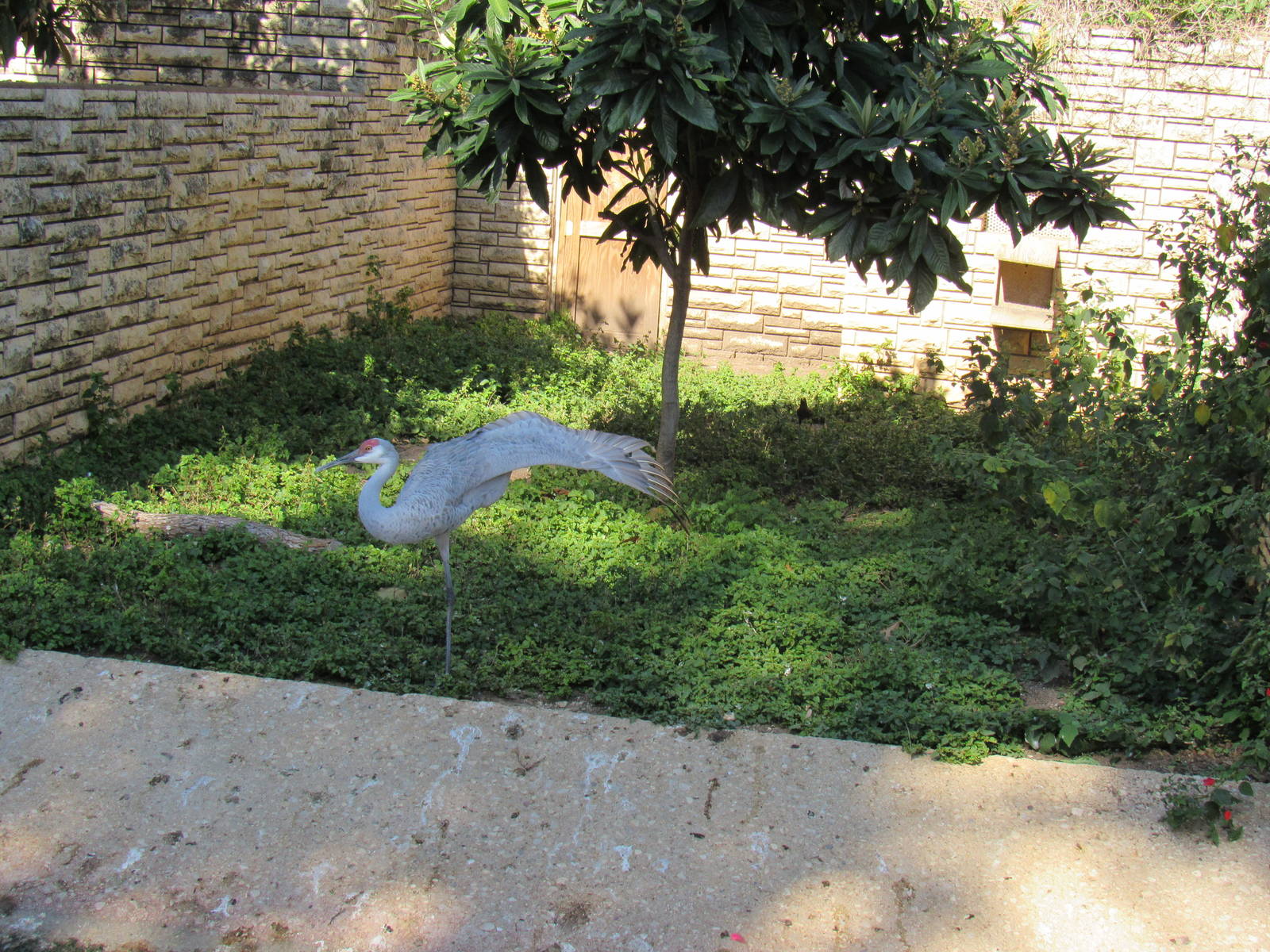 SUPER-BIRD! (sandhill crane)