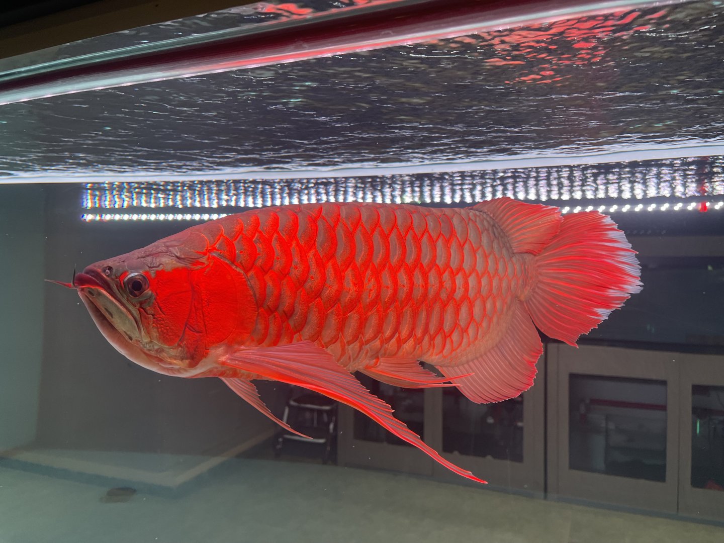 super red arowana (sceleropages formosus)