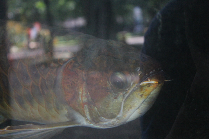 Super red arowana (Scleropages formosus)
