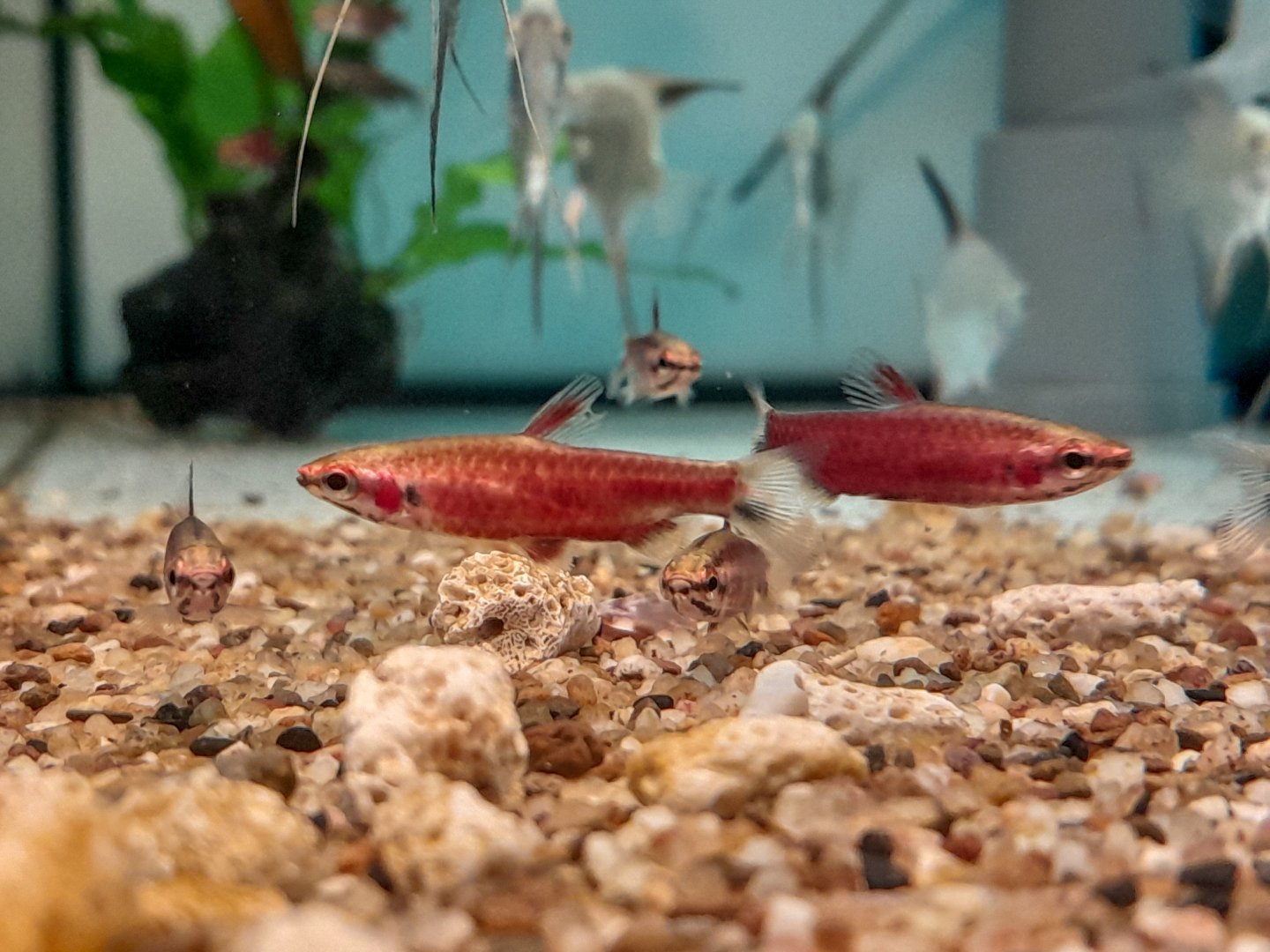Super Red Pencilfish (Nannostomus sp. Río Cenepa 'Red')