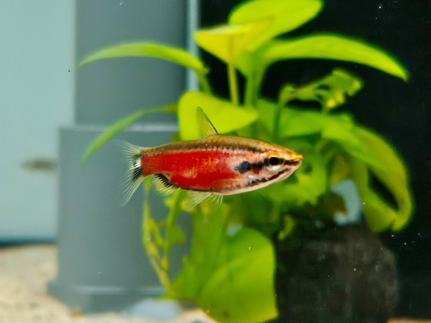 Super Red Pencilfish (Nannostomus sp. Río Cenepa 'Red')