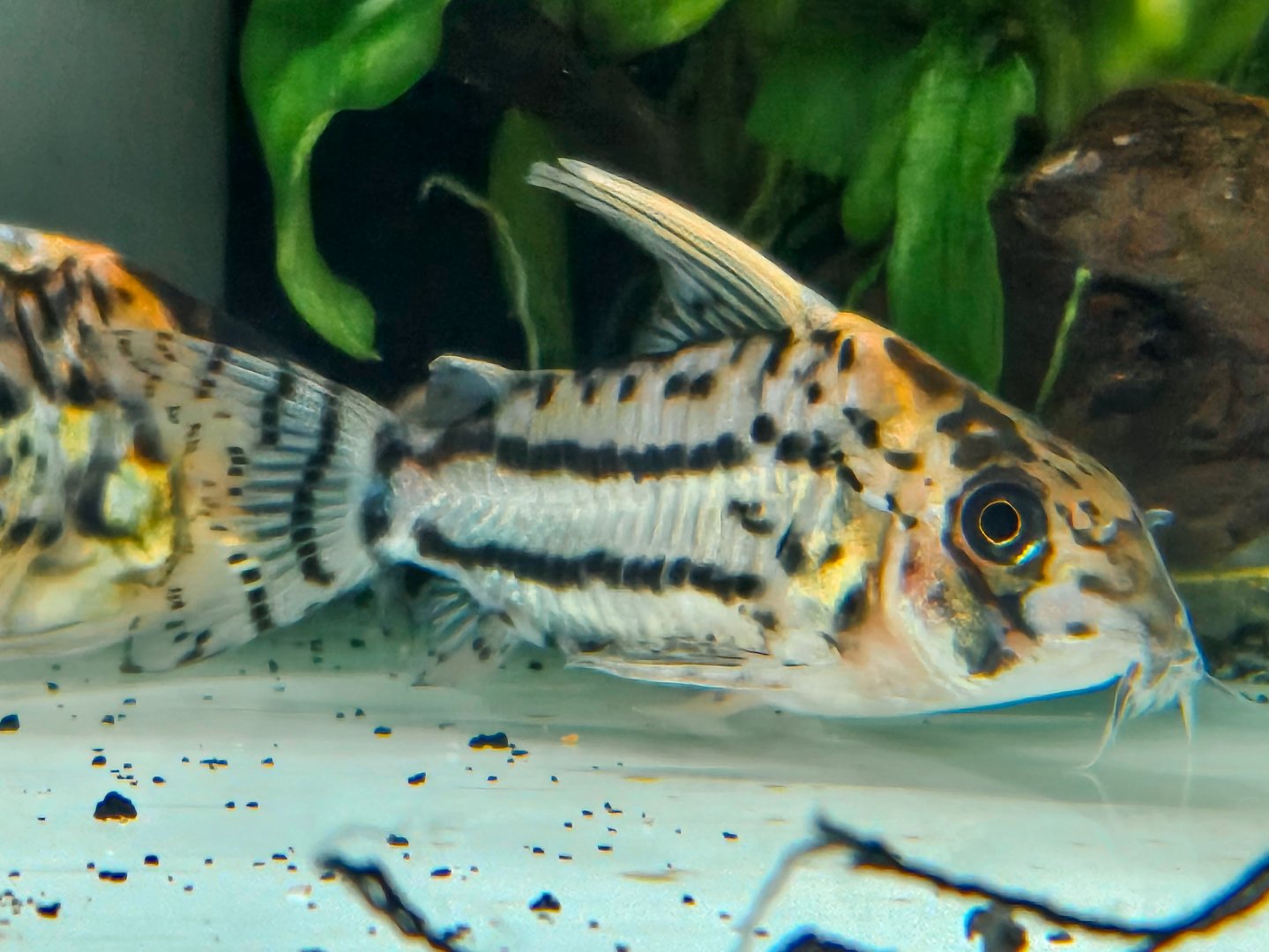 Super Schwartz's Cory (Hoplisoma sp. CW028)