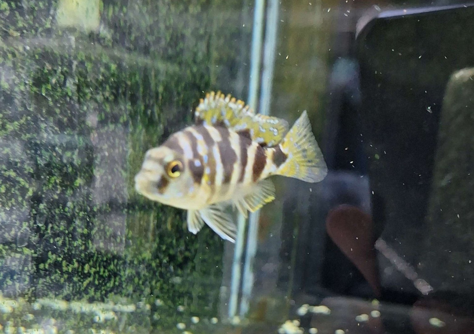 Super VC-10 Hap (Placidochromis milomilo)