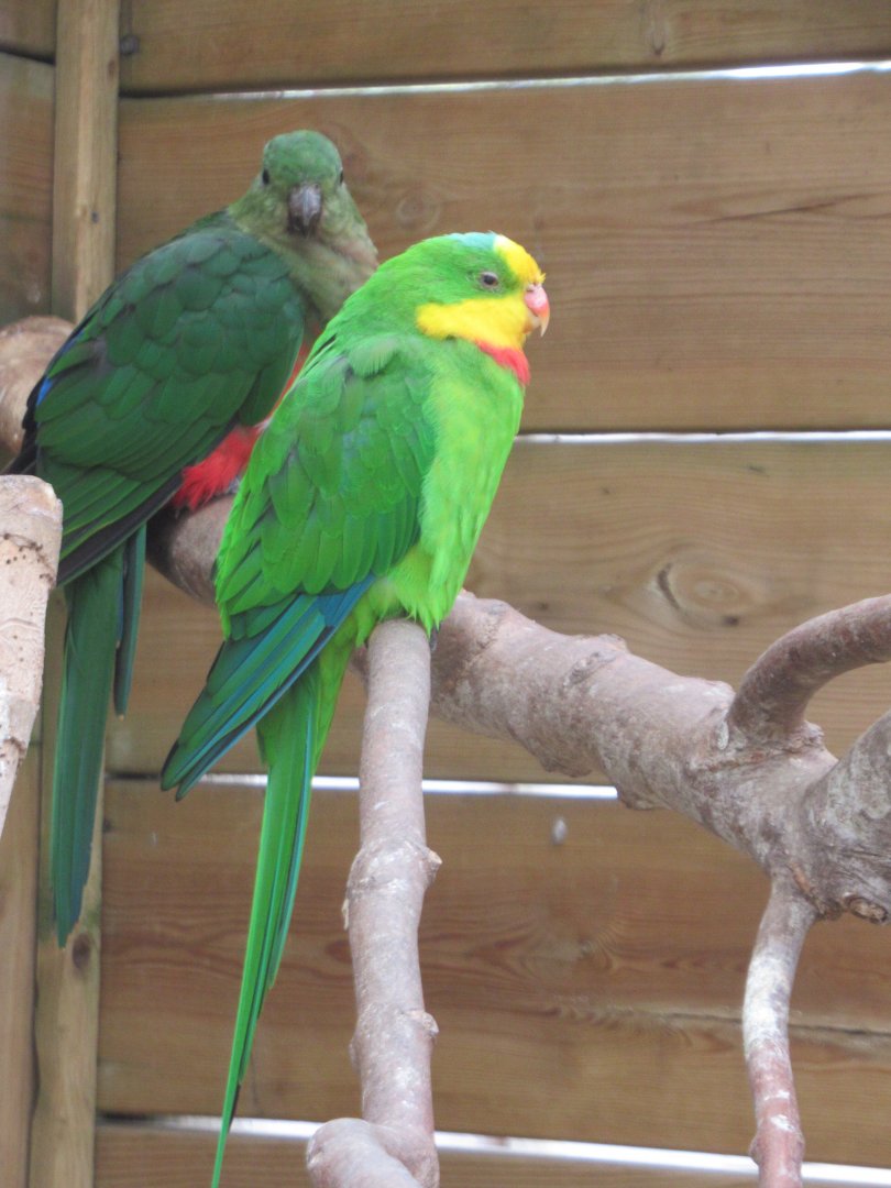 Superb and Australian King parrots