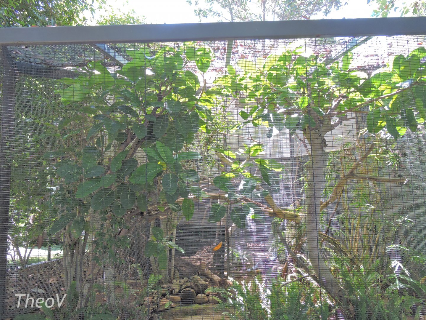 Superb-bird-of-paradise aviary - Lost Forest [2015]