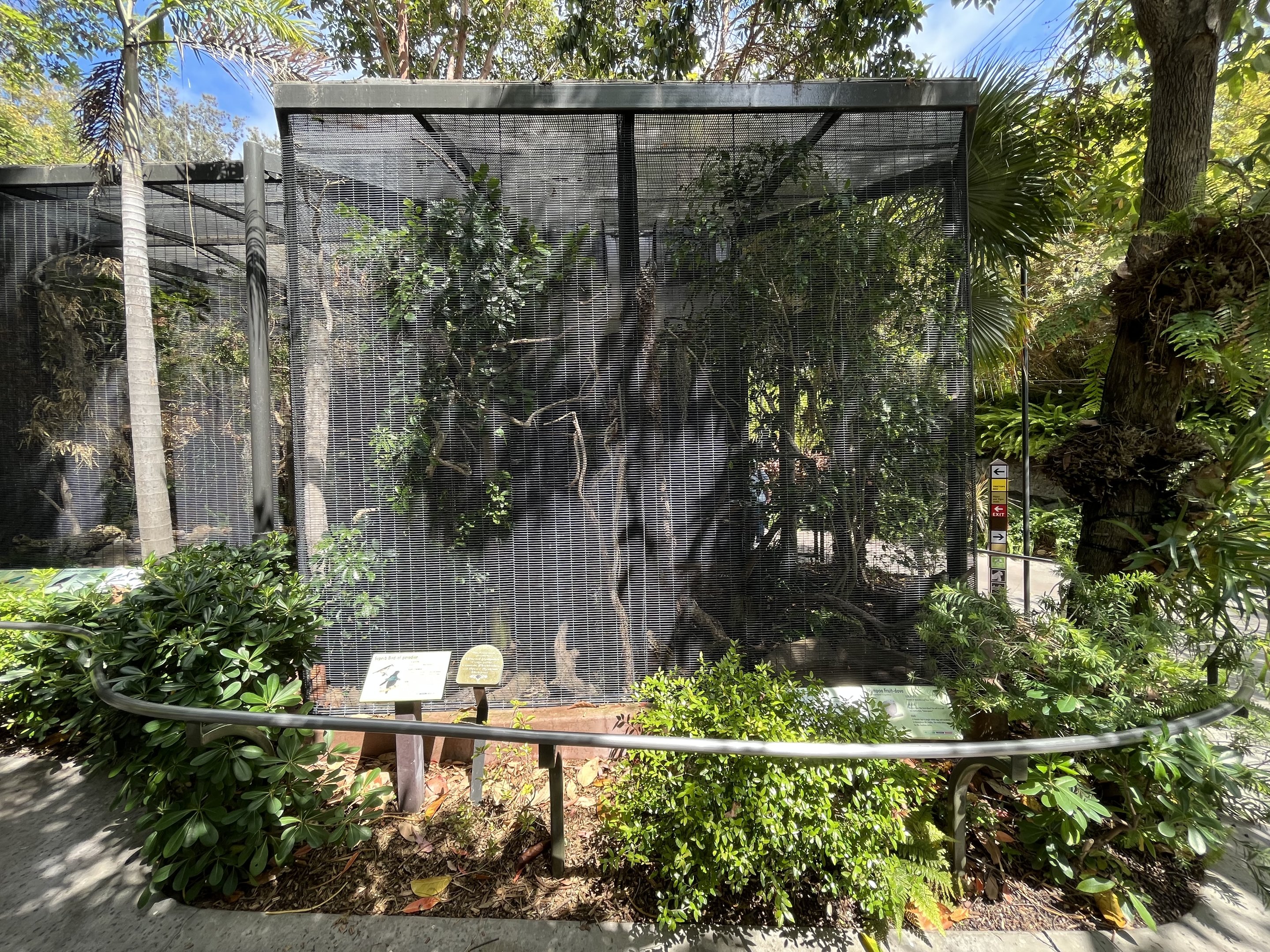 Superb Bird of Paradise Aviary