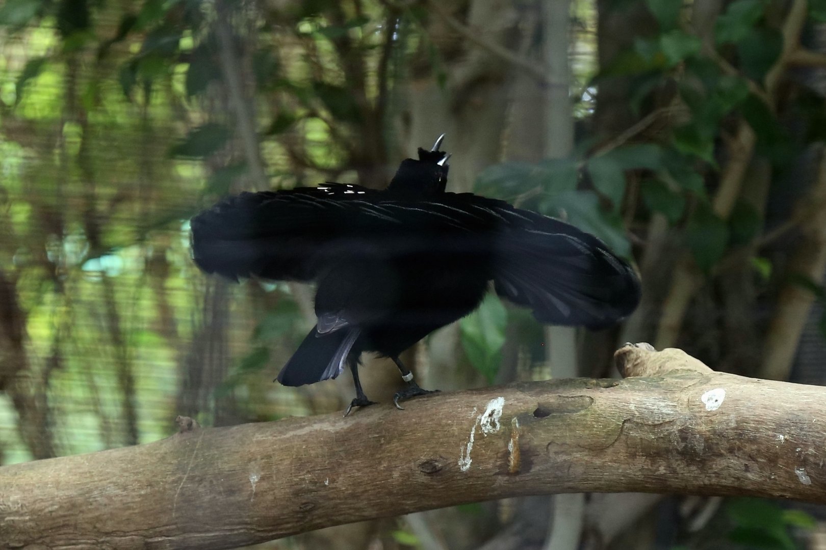 Superb Bird-of-paradise Displaying