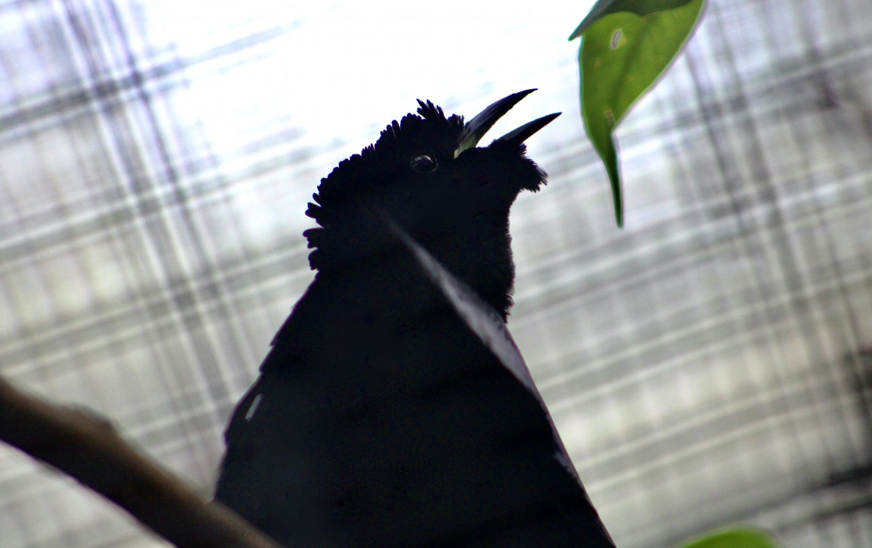 Superb Bird-of-Paradise (Lophorina superba) male