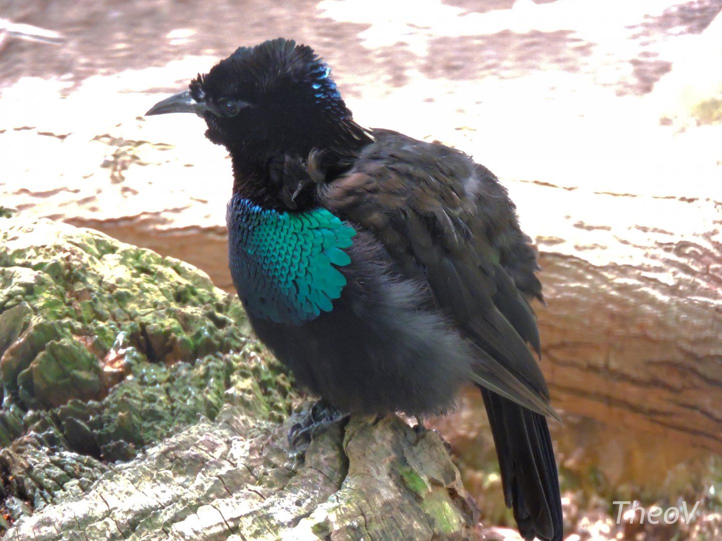 Superb-bird-of-paradise - Lost Forest [2015]