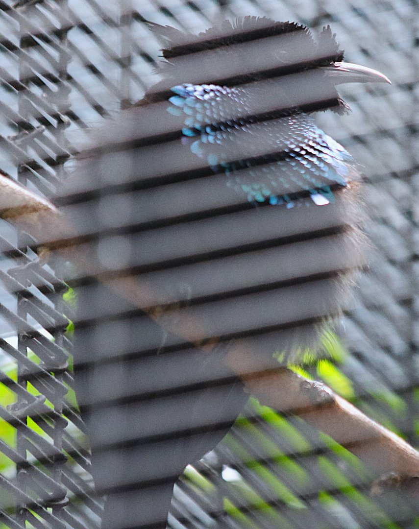 Superb Bird of Paradise Male