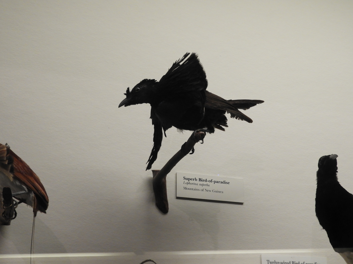 Superb Bird-Of-Paradise taxidermy ID?