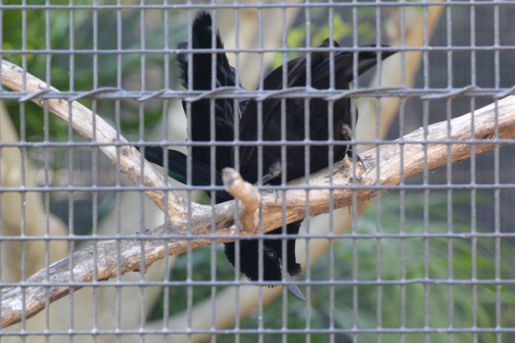 Superb Bird of Paradise