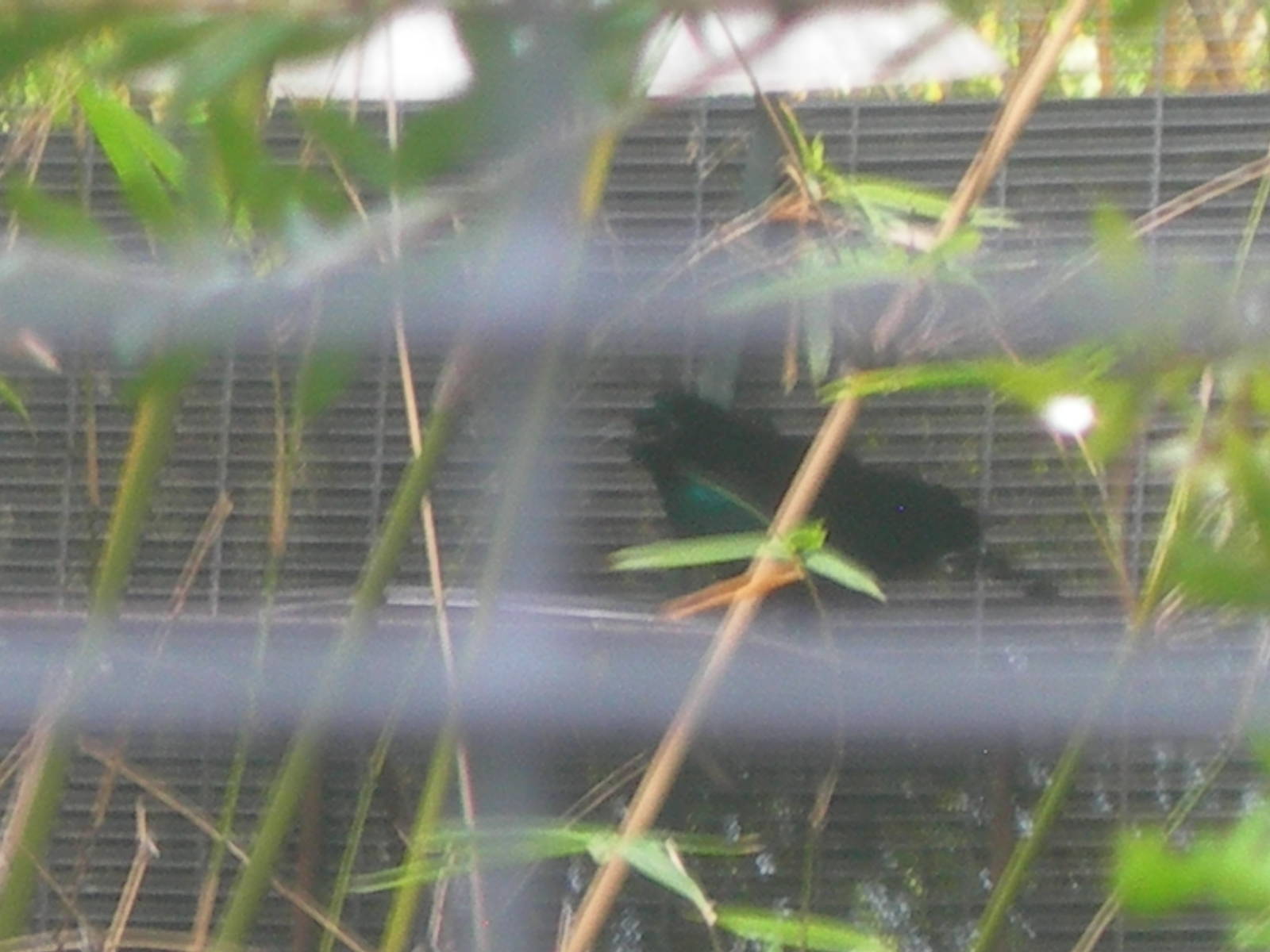 Superb Bird-of-Paradise