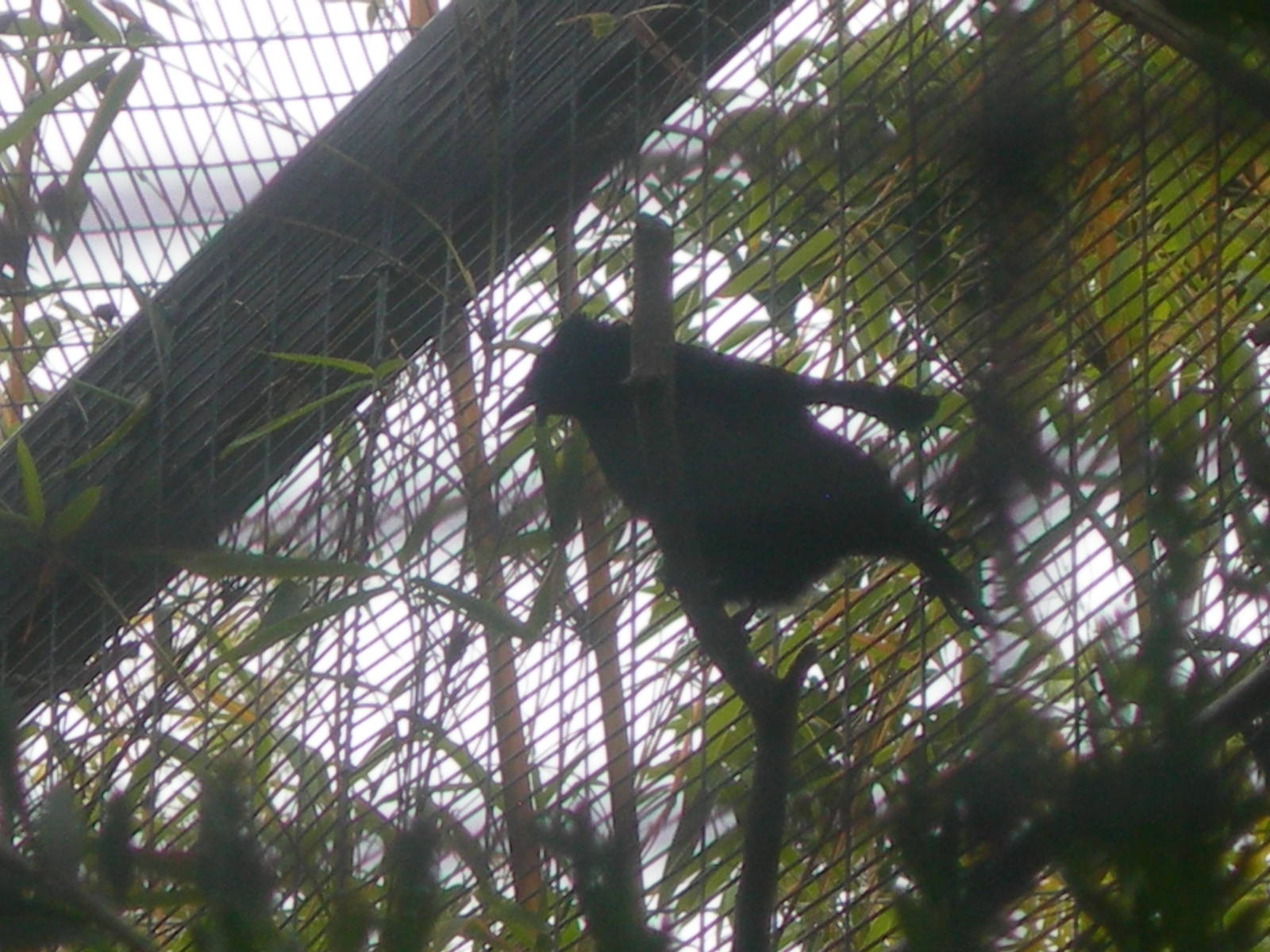 Superb Bird-of-Paradise