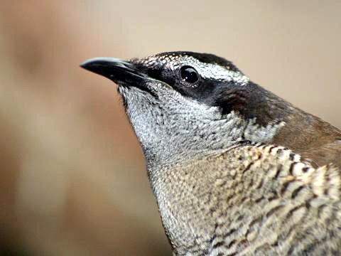 Superb Bird-of-paradise