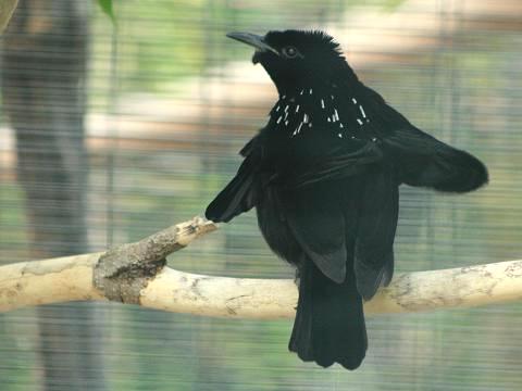 Superb Bird-of-paradise