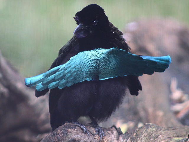 Superb Bird-of-paradise