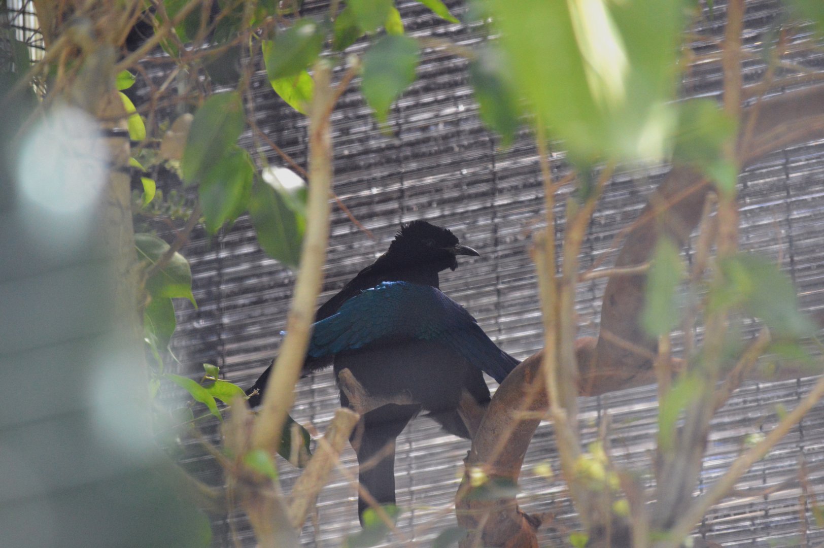 Superb Bird of Paradise