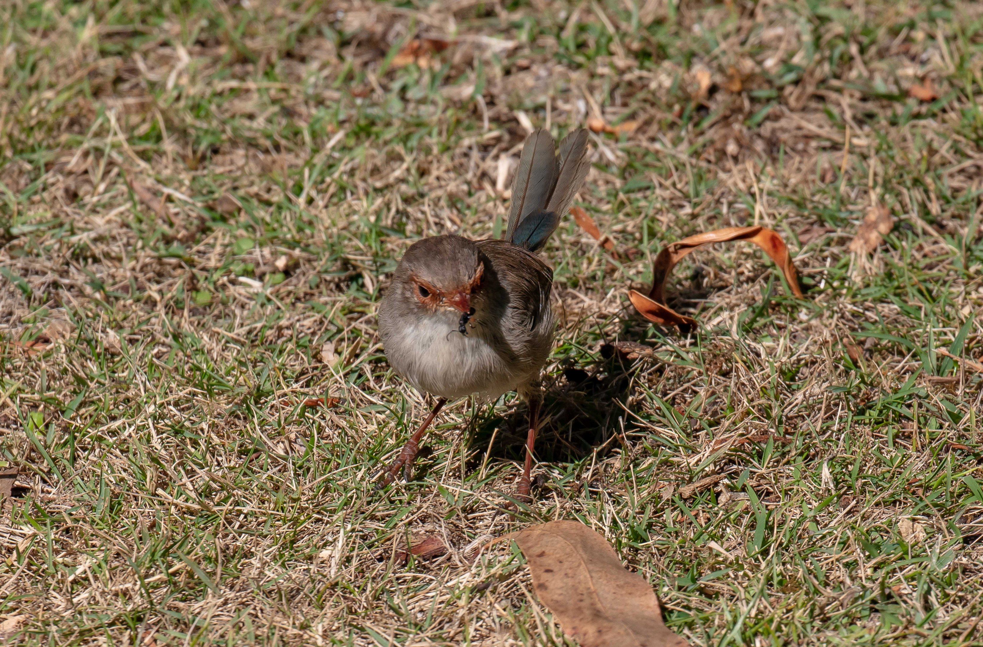 Superb Blue Wren female
