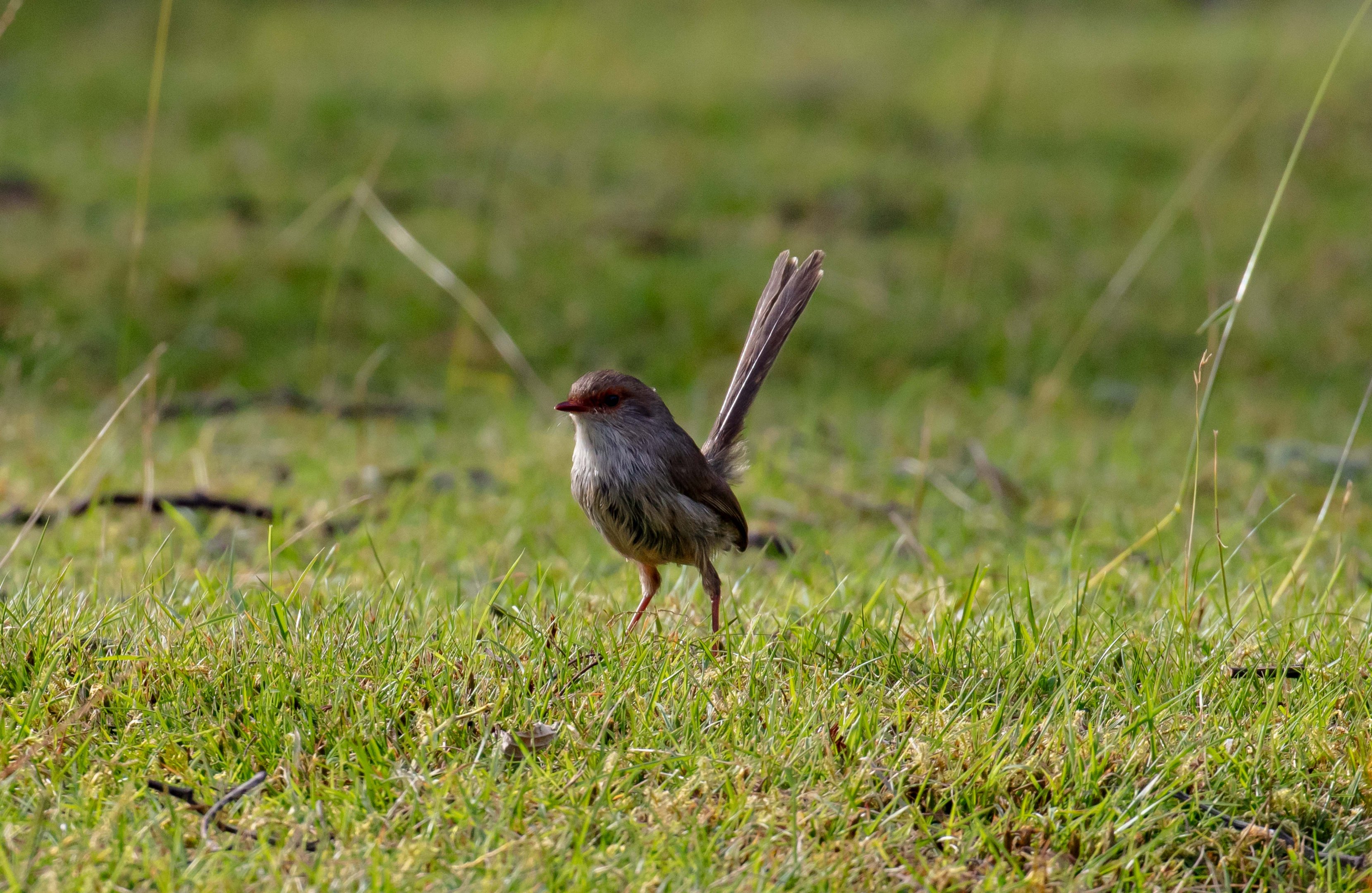 Superb Blue Wren female